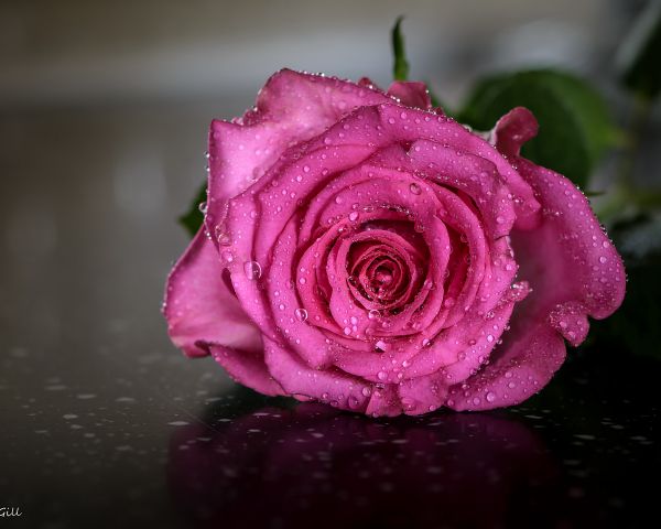 pink rose, rose Wallpaper 1280x1024