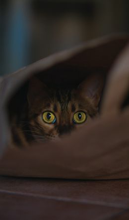 Rome, RM, Italy, cat, yellow eyes Wallpaper 600x1024