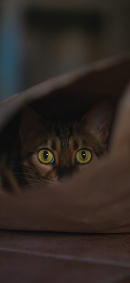 Rome, RM, Italy, cat, yellow eyes Wallpaper 1080x2340