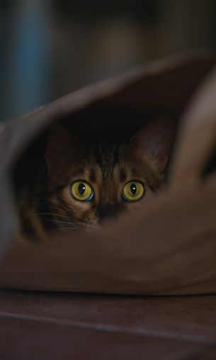 Rome, RM, Italy, cat, yellow eyes Wallpaper 1200x2000