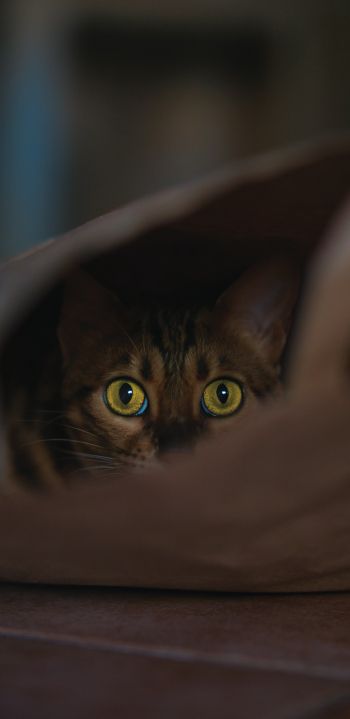 Обои 1080x2220 Рим, RM, Италия, кошка, желтые глаза
