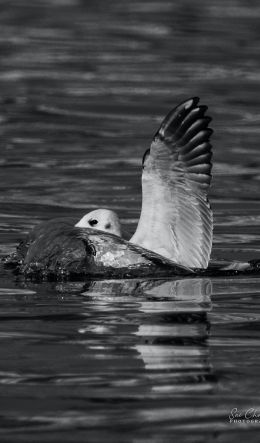 Varanasi, Varanasi, India, bird, water Wallpaper 600x1024