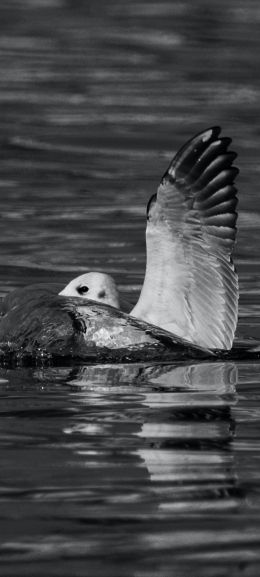 Varanasi, Varanasi, India, bird, water Wallpaper 1440x3200