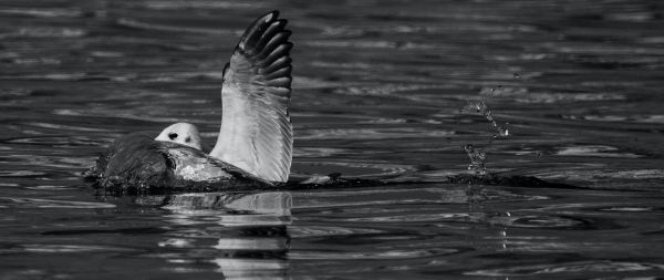 Varanasi, Varanasi, India, bird, water Wallpaper 2560x1080