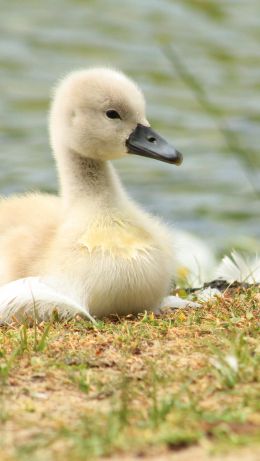 chicks, ducklings, swans Wallpaper 640x1136