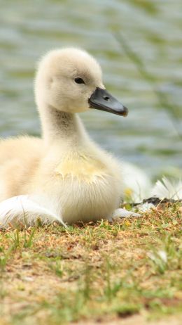 chicks, ducklings, swans Wallpaper 1080x1920