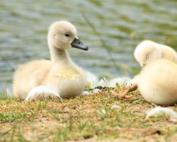 chicks, ducklings, swans Wallpaper 1280x1024