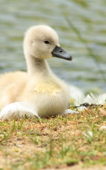 chicks, ducklings, swans Wallpaper 1752x2800