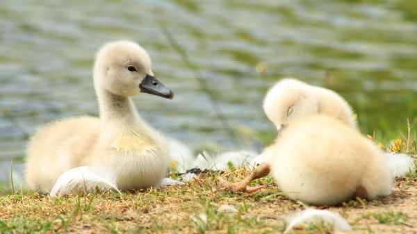 chicks, ducklings, swans Wallpaper 1366x768