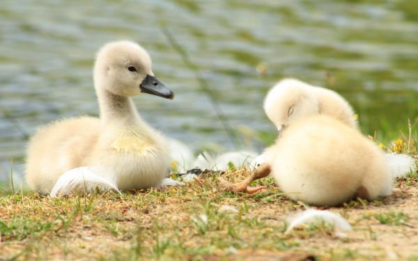 chicks, ducklings, swans Wallpaper 2560x1600