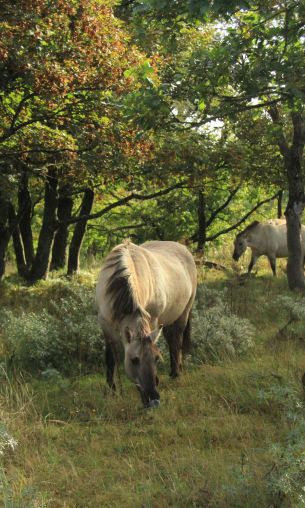 wild nature, herd of horses, horses Wallpaper 1200x2000