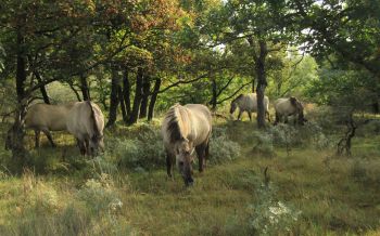 wild nature, herd of horses, horses Wallpaper 2560x1600