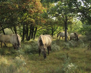 wild nature, herd of horses, horses Wallpaper 1280x1024