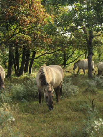 wild nature, herd of horses, horses Wallpaper 1620x2160