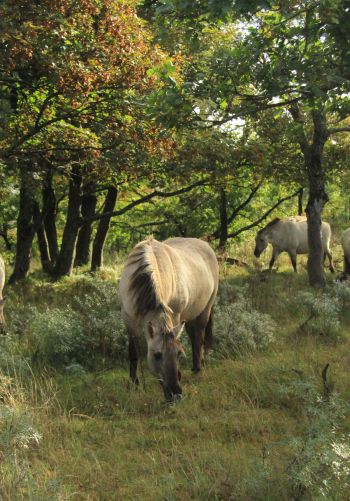 wild nature, herd of horses, horses Wallpaper 1668x2388