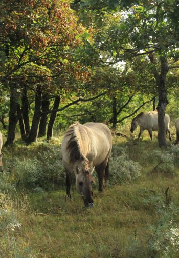 wild nature, herd of horses, horses Wallpaper 1640x2360