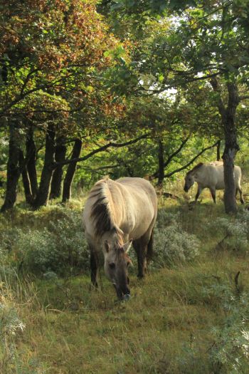 wild nature, herd of horses, horses Wallpaper 640x960