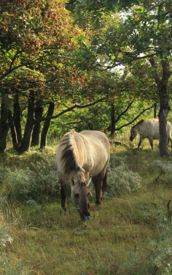 wild nature, herd of horses, horses Wallpaper 800x1280