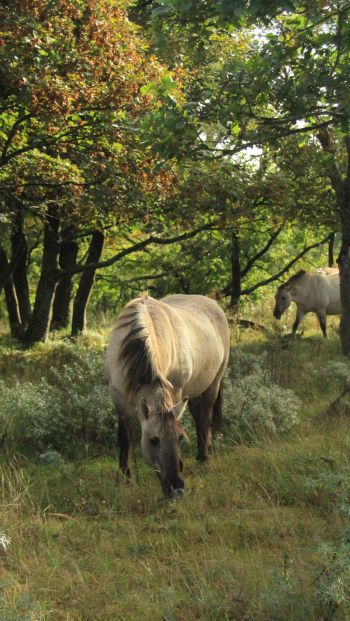 wild nature, herd of horses, horses Wallpaper 640x1136