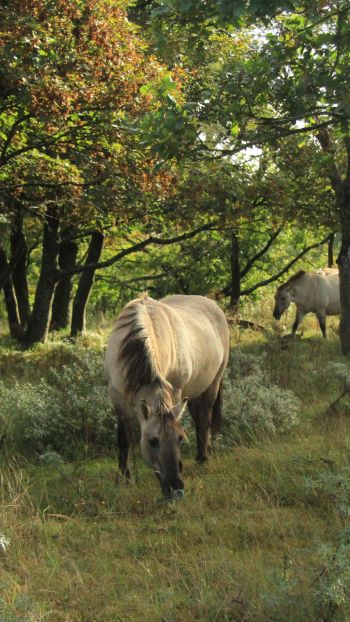wild nature, herd of horses, horses Wallpaper 1080x1920