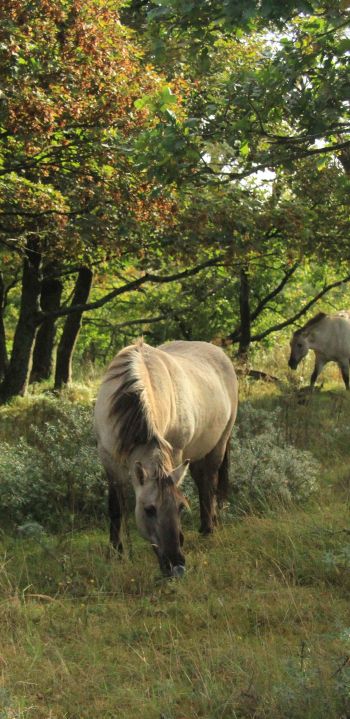 wild nature, herd of horses, horses Wallpaper 1080x2220