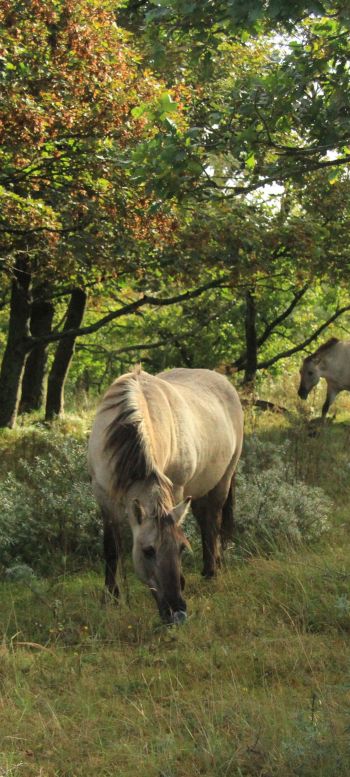 wild nature, herd of horses, horses Wallpaper 1080x2400