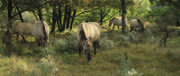 wild nature, herd of horses, horses Wallpaper 2560x1080