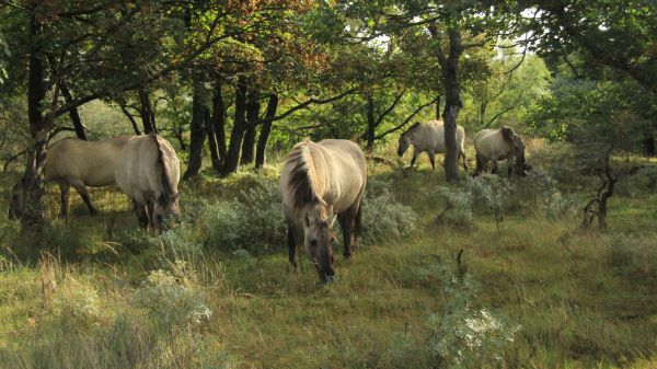 wild nature, herd of horses, horses Wallpaper 1600x900