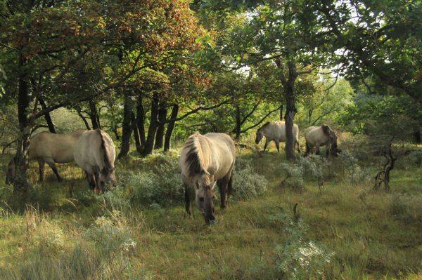 wild nature, herd of horses, horses Wallpaper 4871x3241