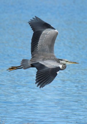 bird, flight, lake, water Wallpaper 1668x2388