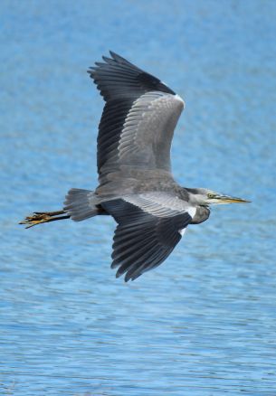 bird, flight, lake, water Wallpaper 1640x2360