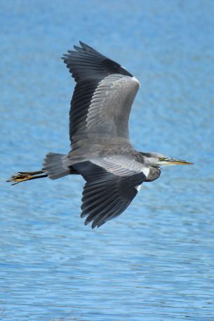 bird, flight, lake, water Wallpaper 640x960