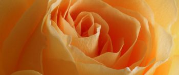 yellow rose, rose, petals Wallpaper 2560x1080