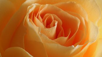 yellow rose, rose, petals Wallpaper 2560x1440