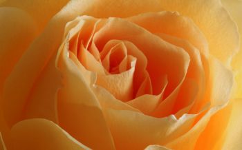 yellow rose, rose, petals Wallpaper 2560x1600