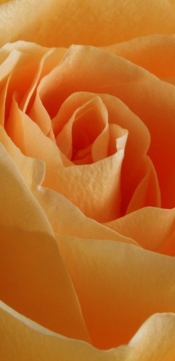 yellow rose, rose, petals Wallpaper 1080x2220