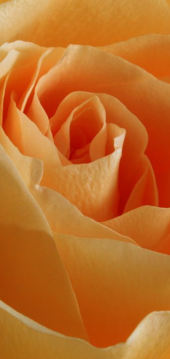 yellow rose, rose, petals Wallpaper 1080x2280