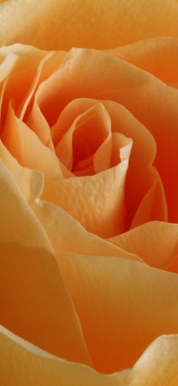 yellow rose, rose, petals Wallpaper 1080x2340