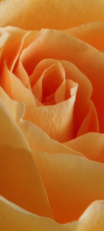 yellow rose, rose, petals Wallpaper 1080x2400