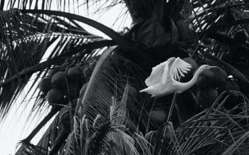 Обои 1920x1200 аист, журавль, птица, пальма