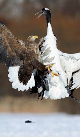 Cree Moore, Japan, bald eagle, crane Wallpaper 600x1024