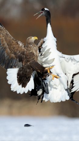 Cree Moore, Japan, bald eagle, crane Wallpaper 750x1334