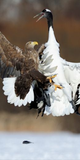 Cree Moore, Japan, bald eagle, crane Wallpaper 720x1440