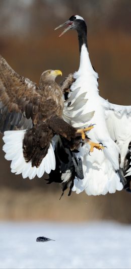 Cree Moore, Japan, bald eagle, crane Wallpaper 1440x2960