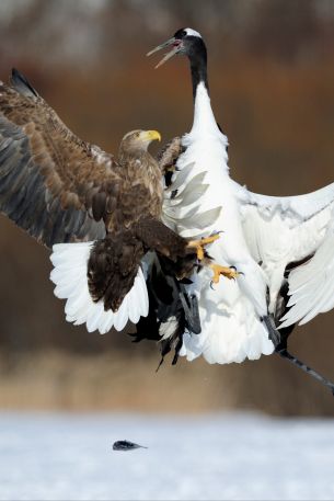 Cree Moore, Japan, bald eagle, crane Wallpaper 640x960