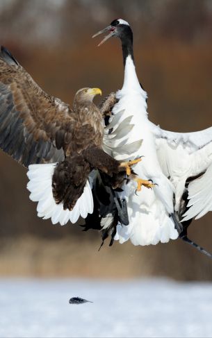 Cree Moore, Japan, bald eagle, crane Wallpaper 1752x2800