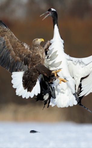 Cree Moore, Japan, bald eagle, crane Wallpaper 1200x1920