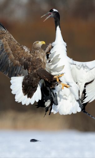 Cree Moore, Japan, bald eagle, crane Wallpaper 1200x2000