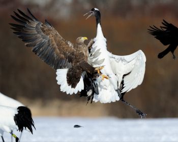Cree Moore, Japan, bald eagle, crane Wallpaper 1280x1024