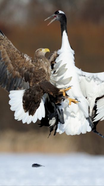 Обои 640x1136 Цруи Мура, Япония, белоголовый орлан, журавль